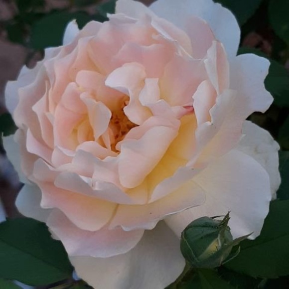 Meet your Posher, Brenda - Picture 1 of 1